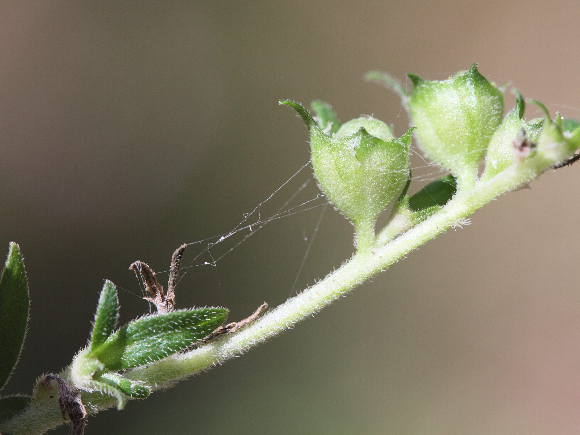 pentas_lanceolata7md