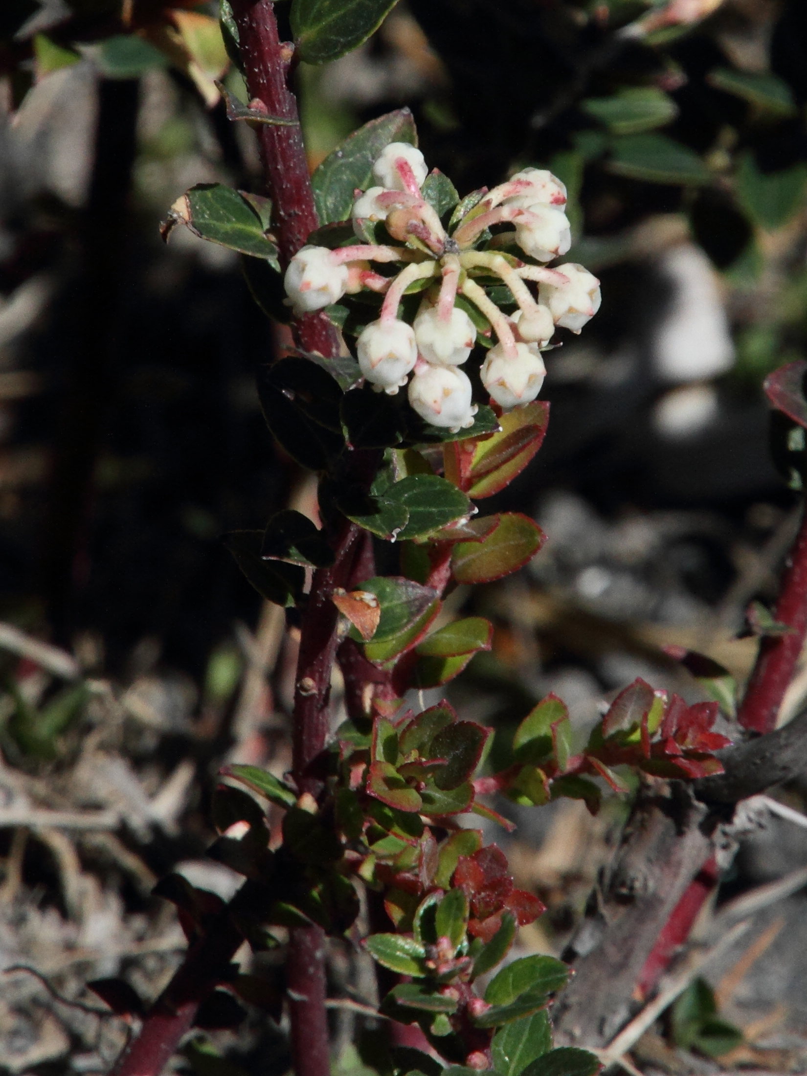 pernettya_prostrata2md