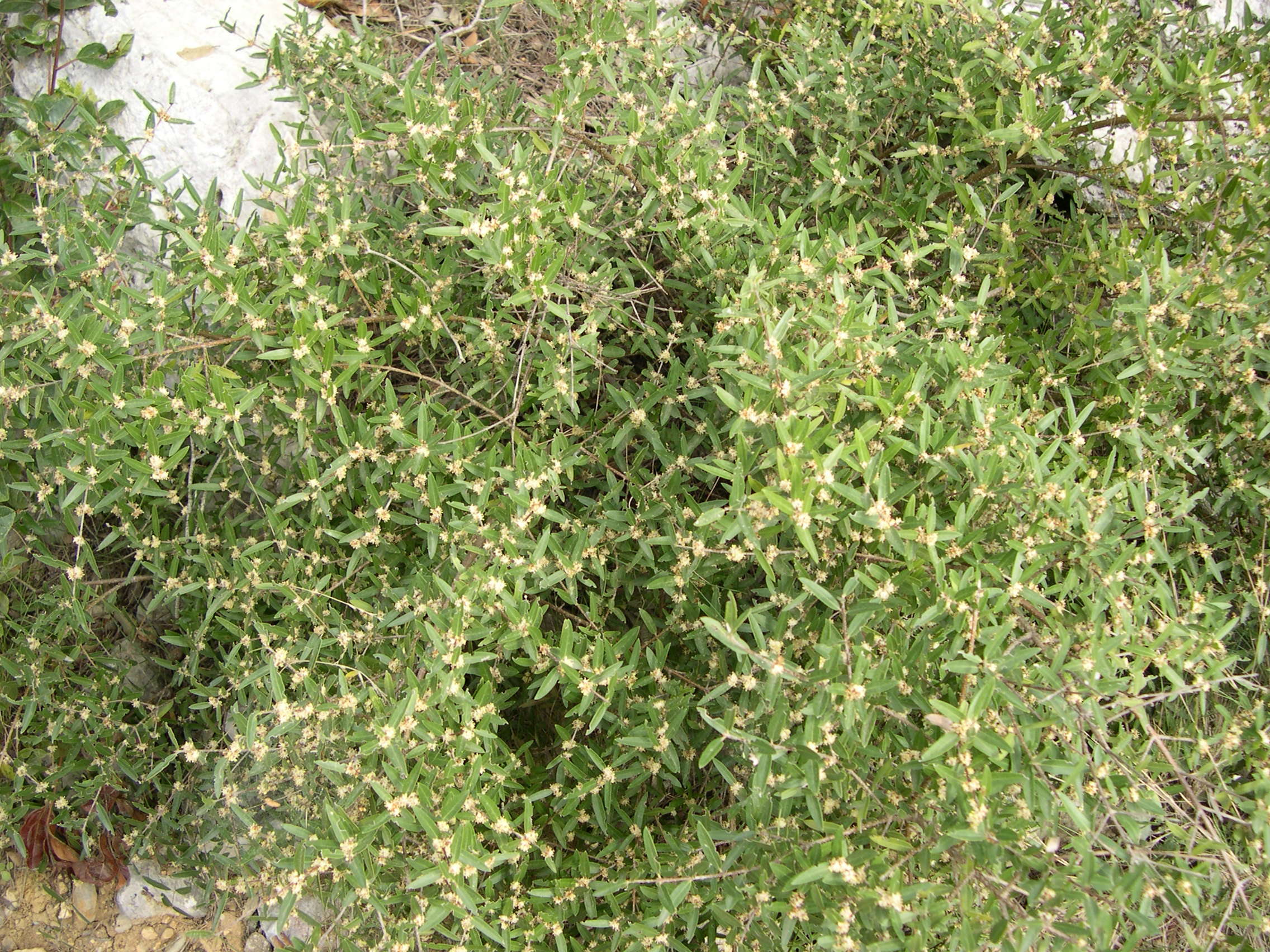 phillyrea_angustifolia4md