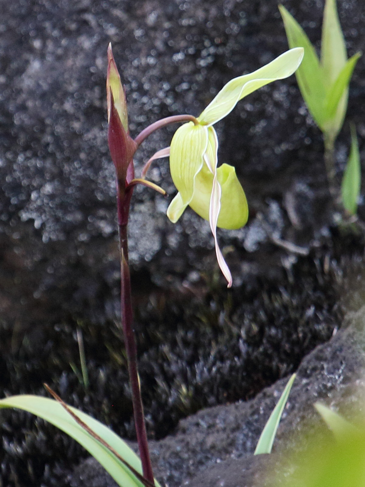 phragmipedium_longifolium2bd