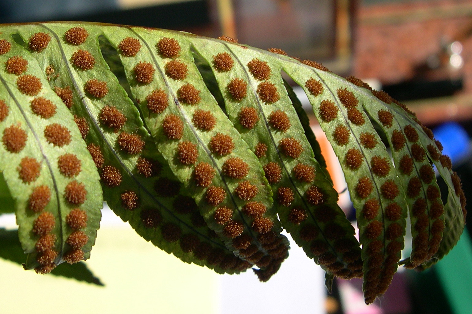 polypodium_australe2md