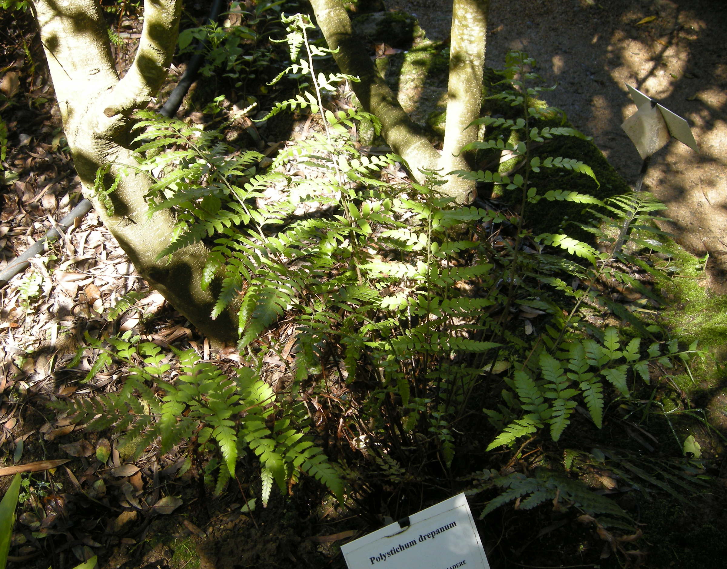 polystichum_drepanum1bd