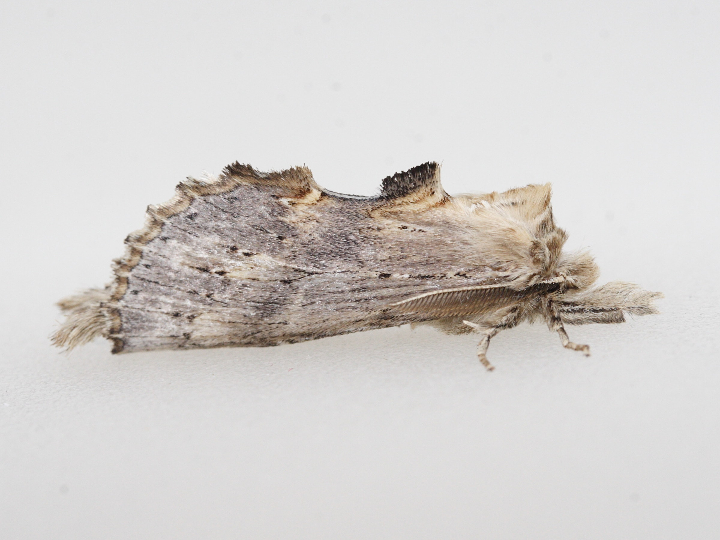 pterostoma_palpina6md