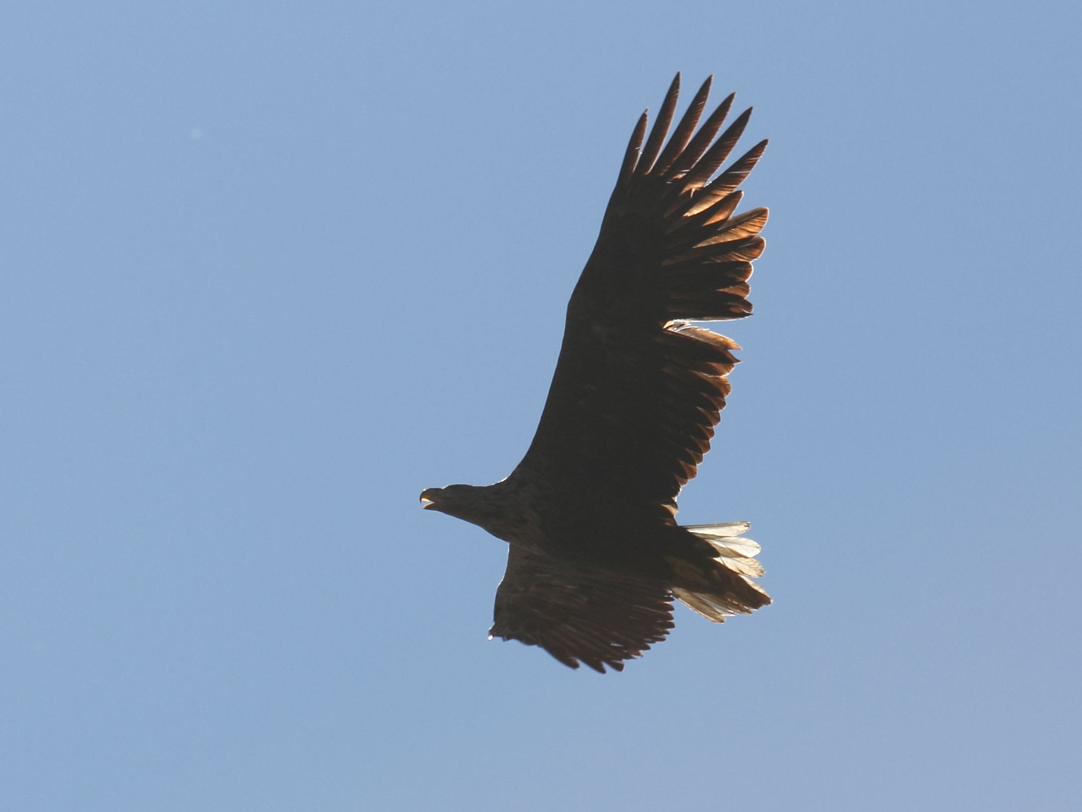 Afficher le média pygargue_a_queue_blanche_-_haliaeetus_albicilla1sd pygargue_a_queue_blanche_-_haliaeetus_albicilla1sd