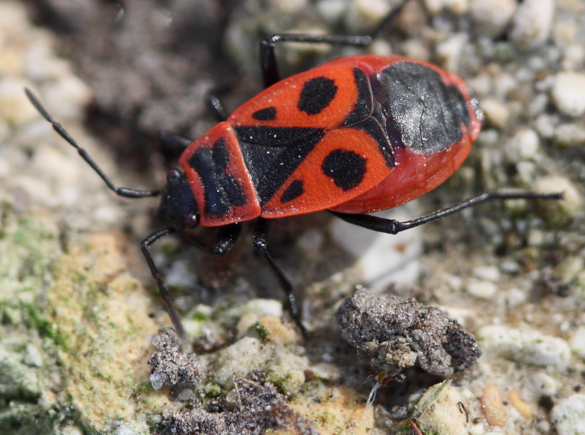 pyrrhocoris_apterus2bd