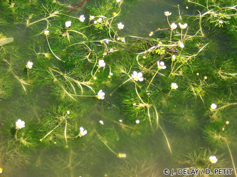 ranunculus_baudotii6dp