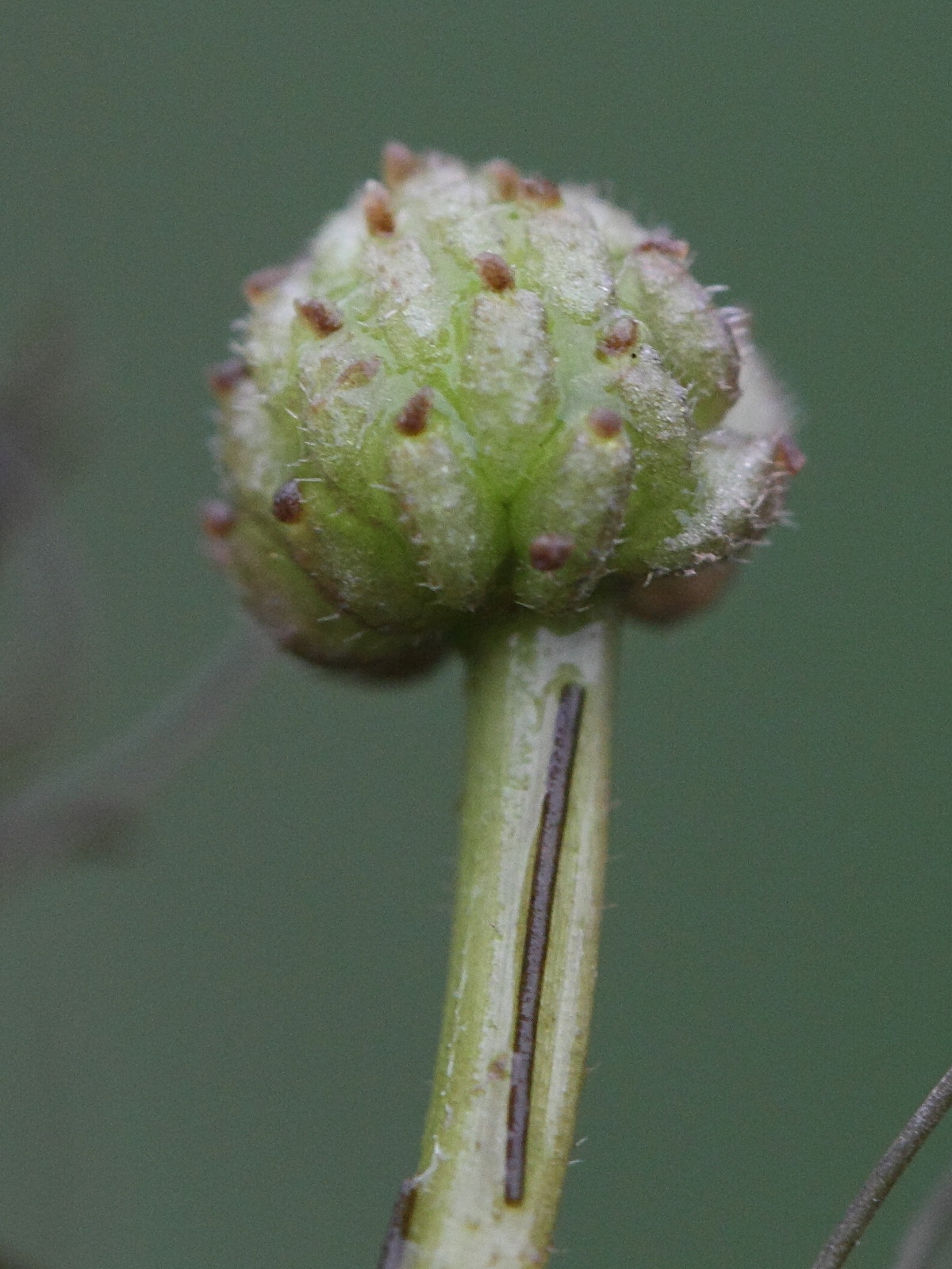 Afficher le média ranunculus_trichophyllus5md ranunculus_trichophyllus5md