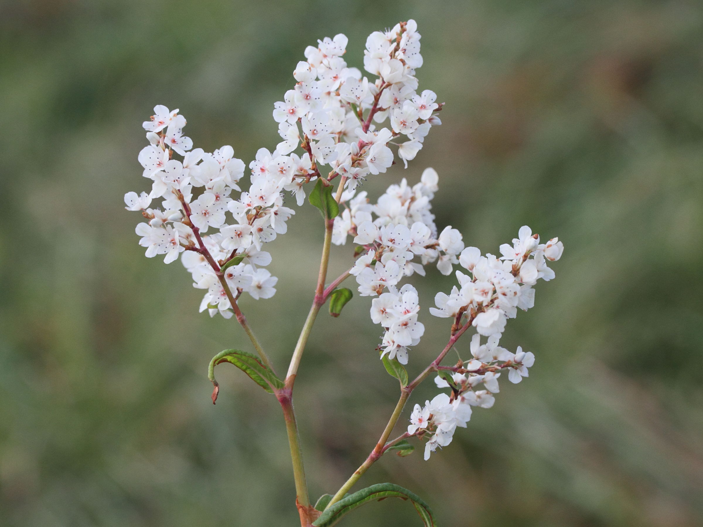 Afficher le média reynoutria_sachalinensis4md reynoutria_sachalinensis4md