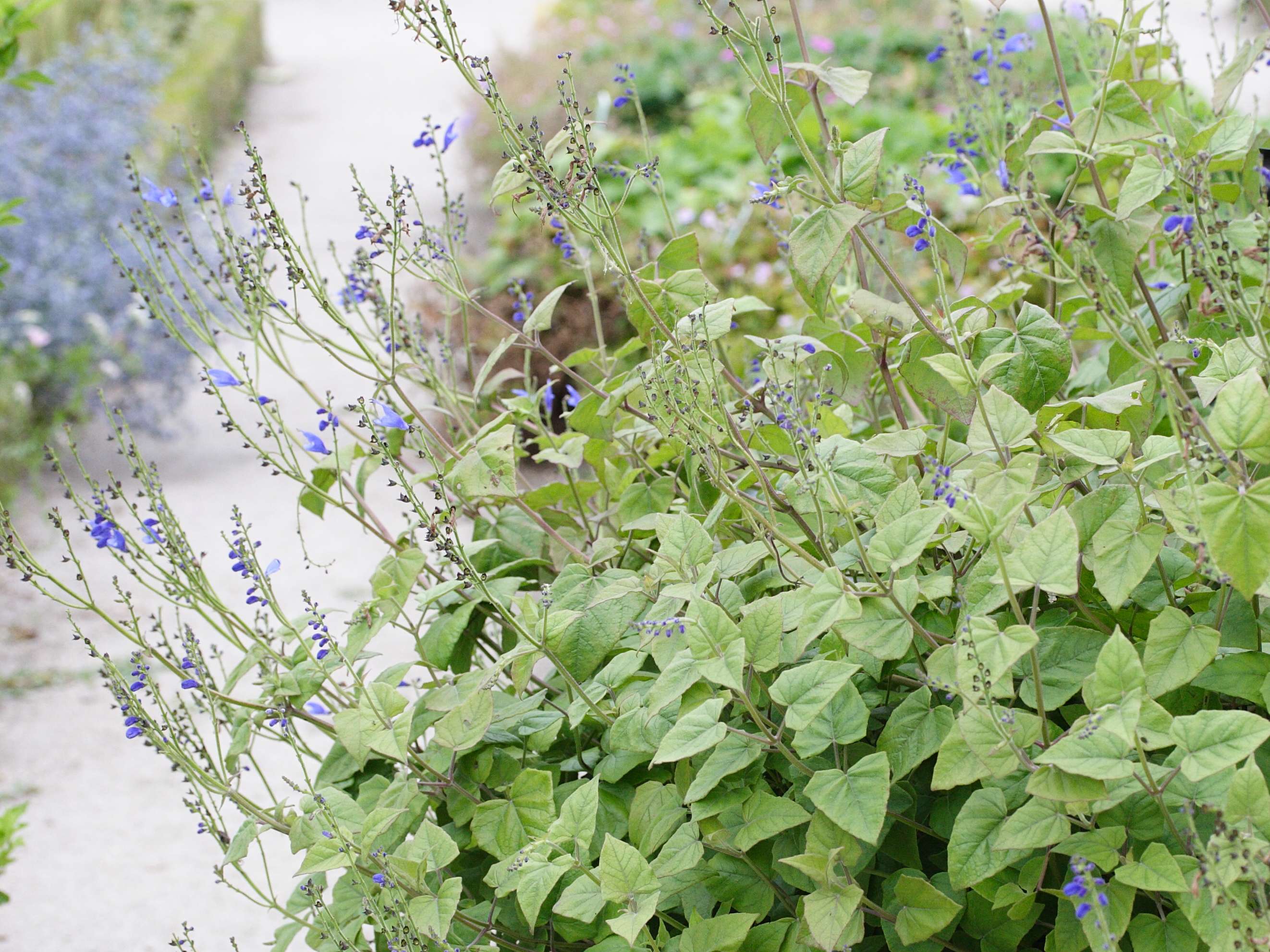 salvia_cacaliifolia1md