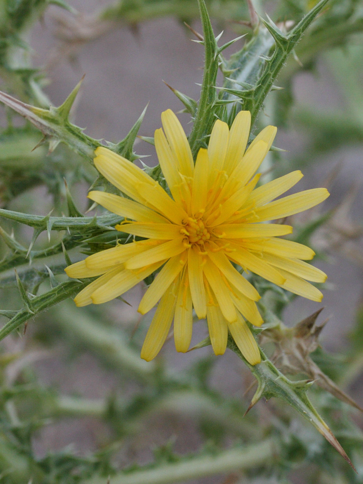 Afficher le média scolymus_hispanicus2md scolymus_hispanicus2md