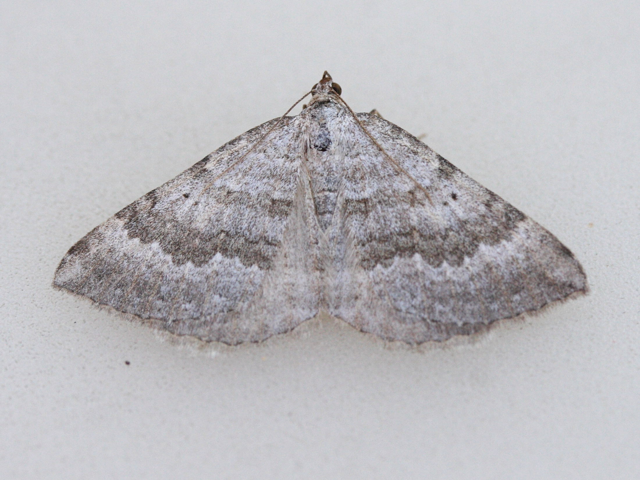 Afficher le média scotopteryx_bipunctaria2md scotopteryx_bipunctaria2md