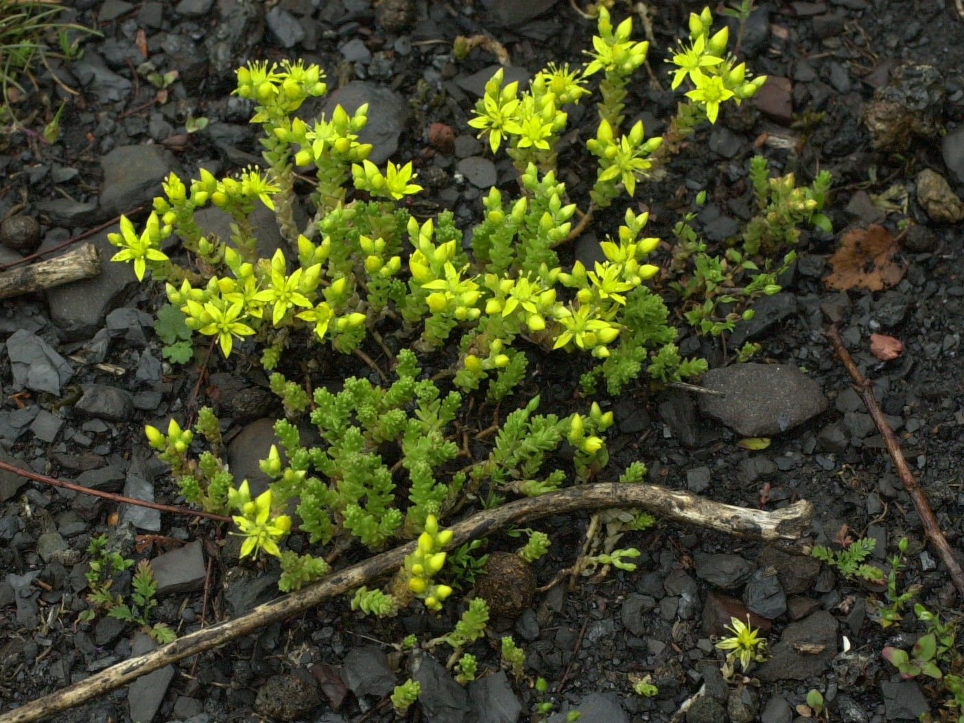 sedum_acre2md