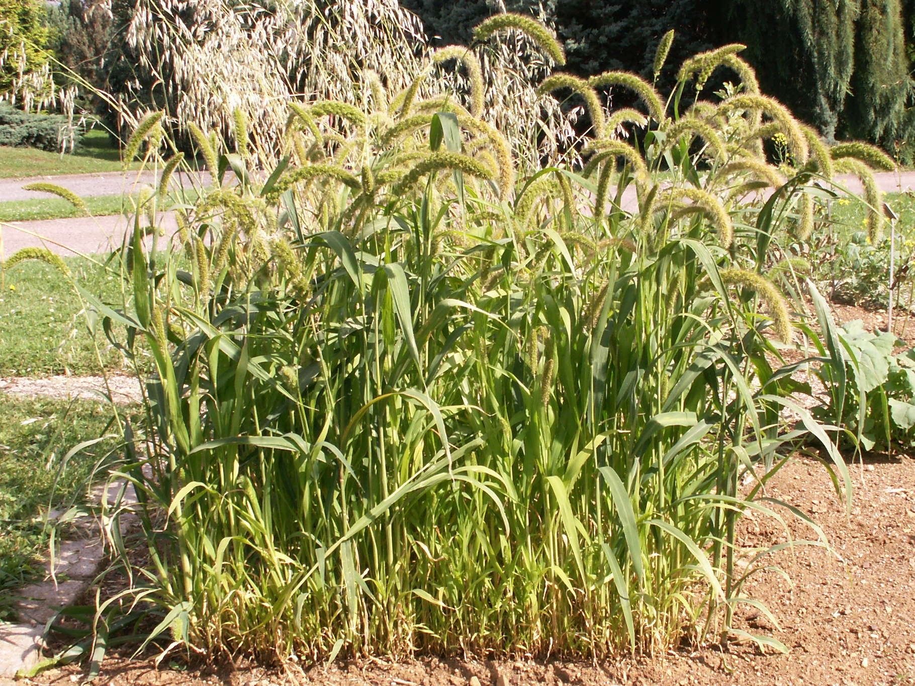 setaria_italica1bd