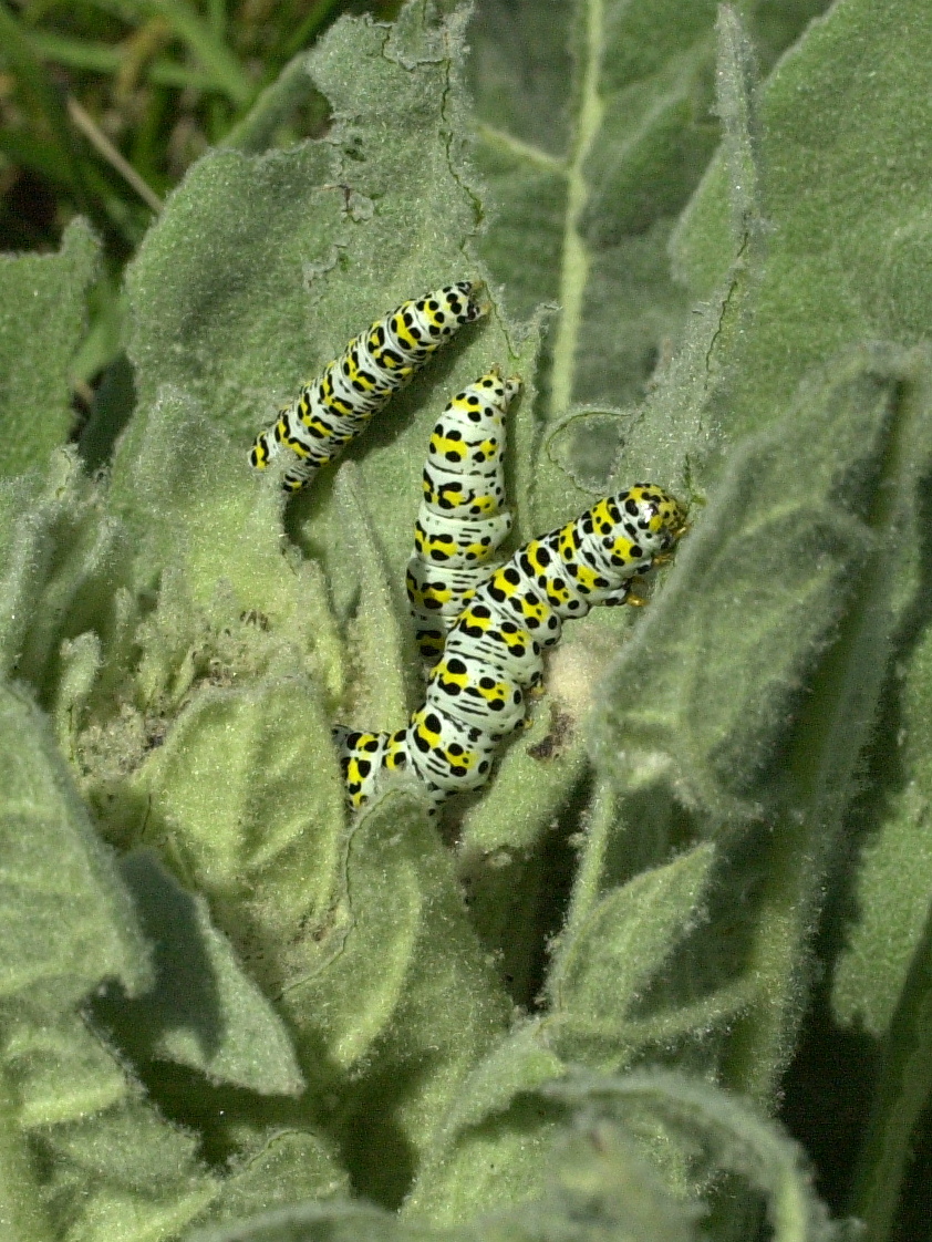 shargacucullia_verbasci_ch1md