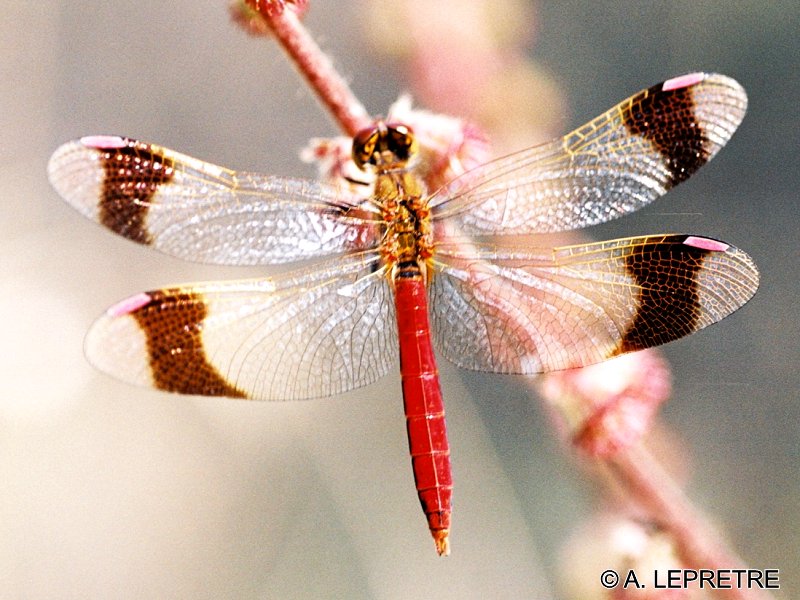 Afficher le média sympetrum_pedemontanum1al sympetrum_pedemontanum1al