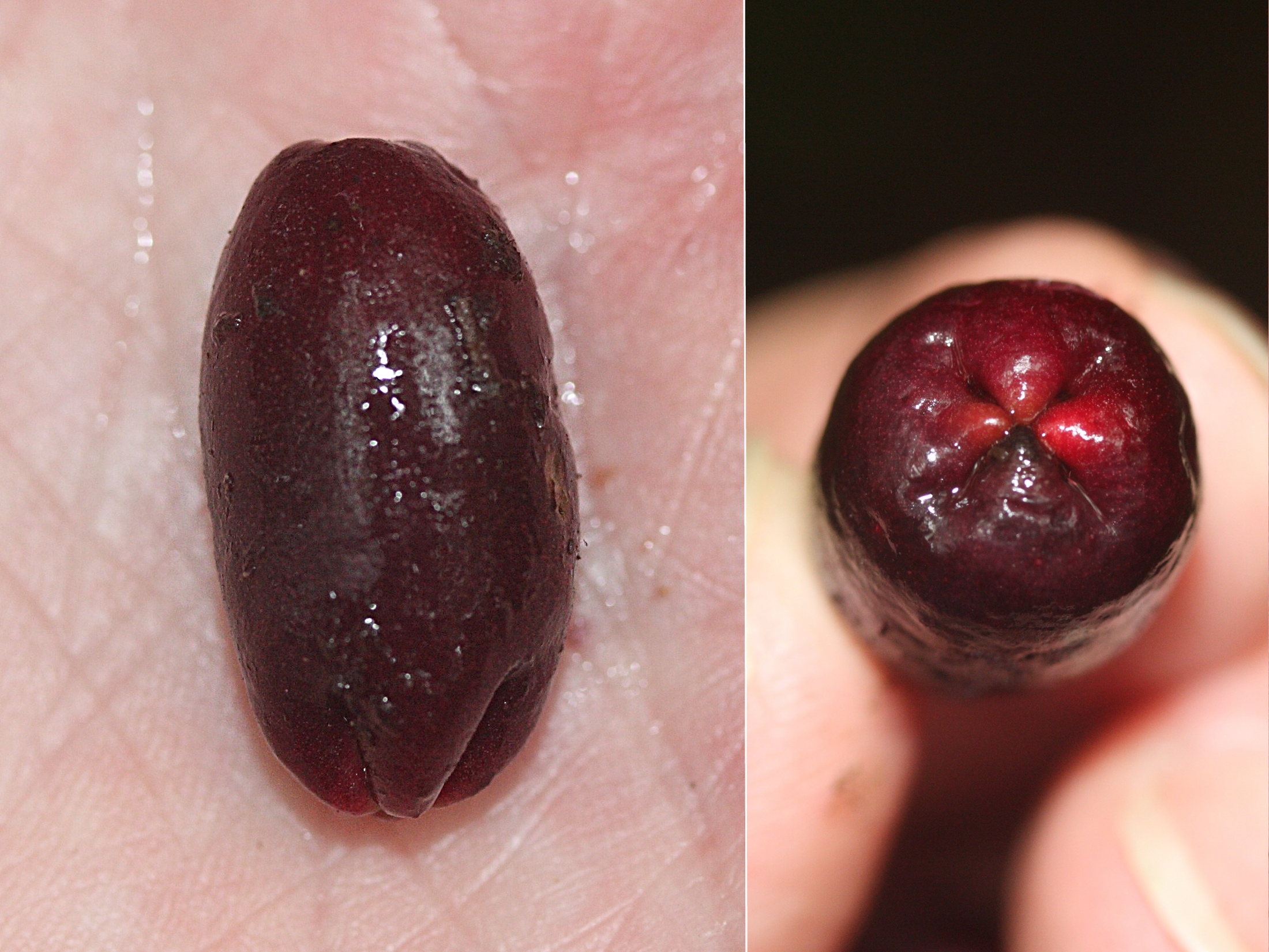 syzygium_aromaticum3md