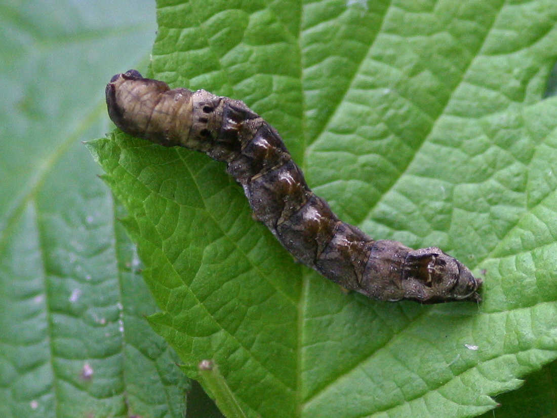 thyatira_batis_ch1bd