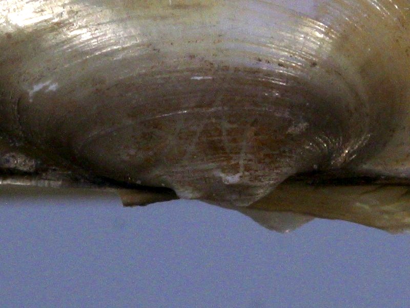 unio_pictorum_pictorum4md