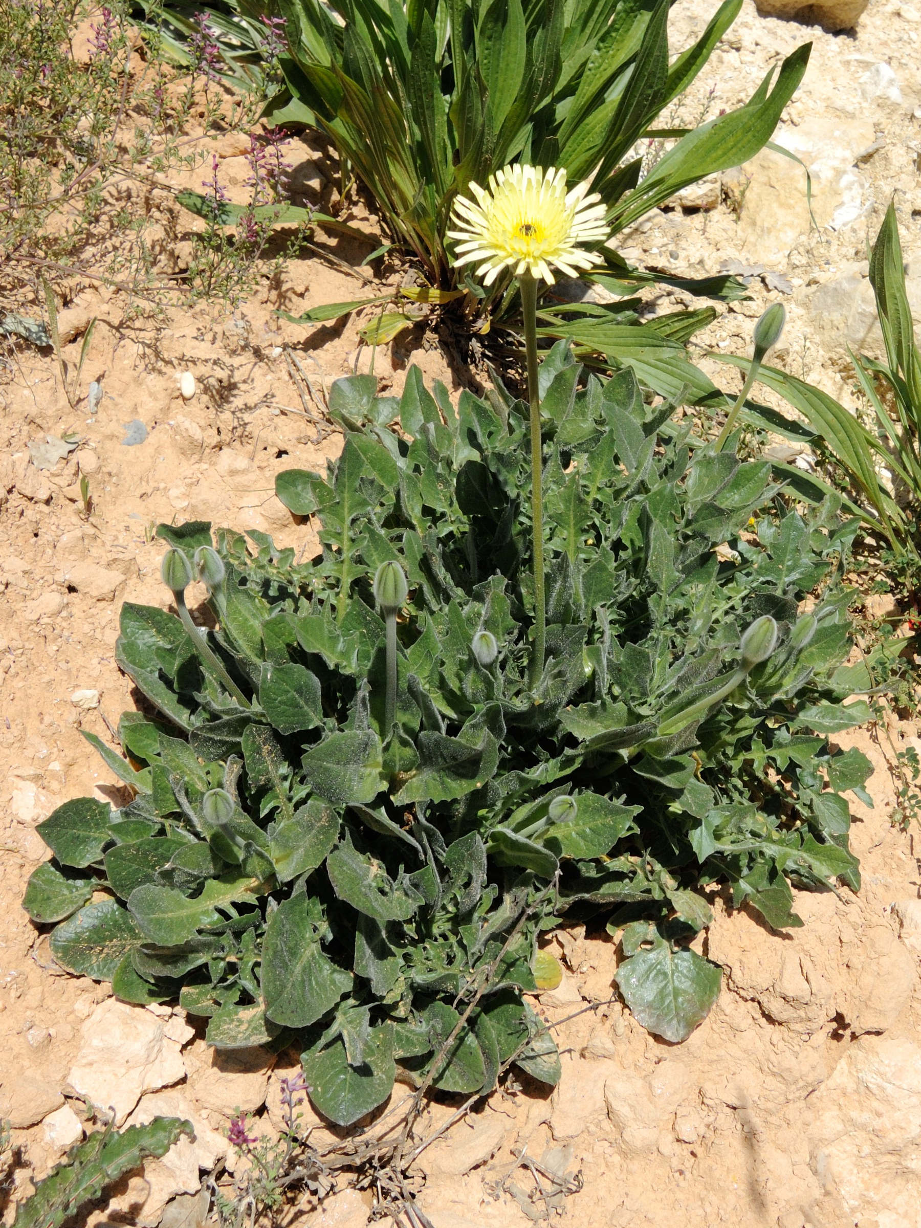 Afficher le média urospermum_dalechampii5md urospermum_dalechampii5md