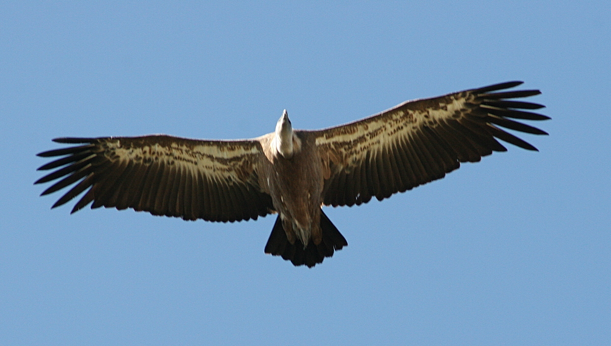 vautour_fauve_-_gyps_fulvus2amd