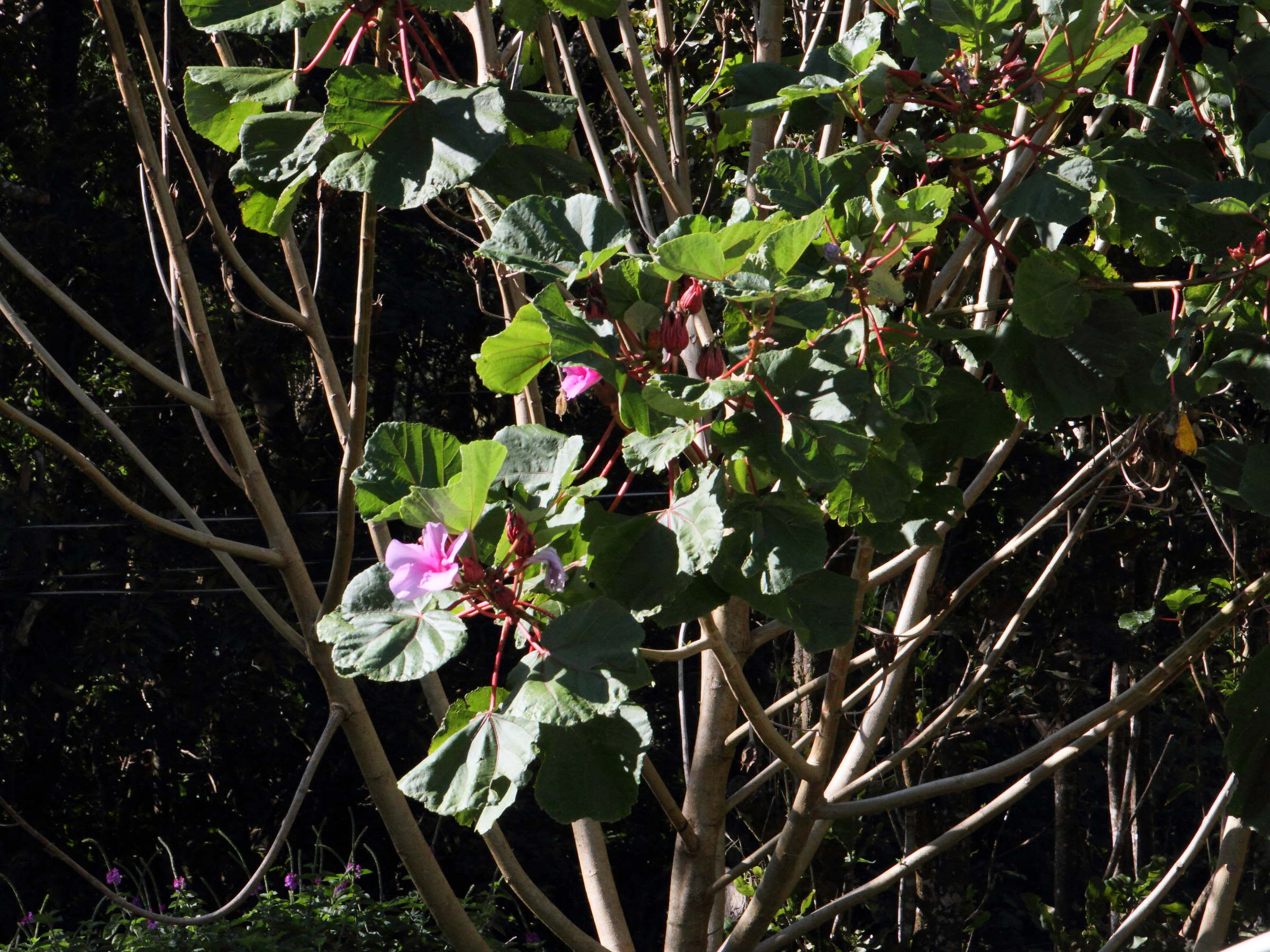 wercklea_insignis1md