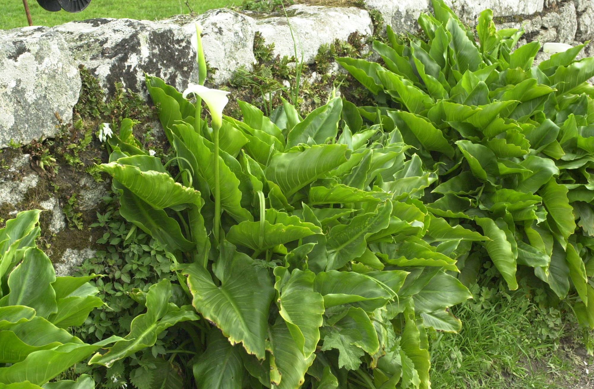 zantedeschia_aethiopica1md