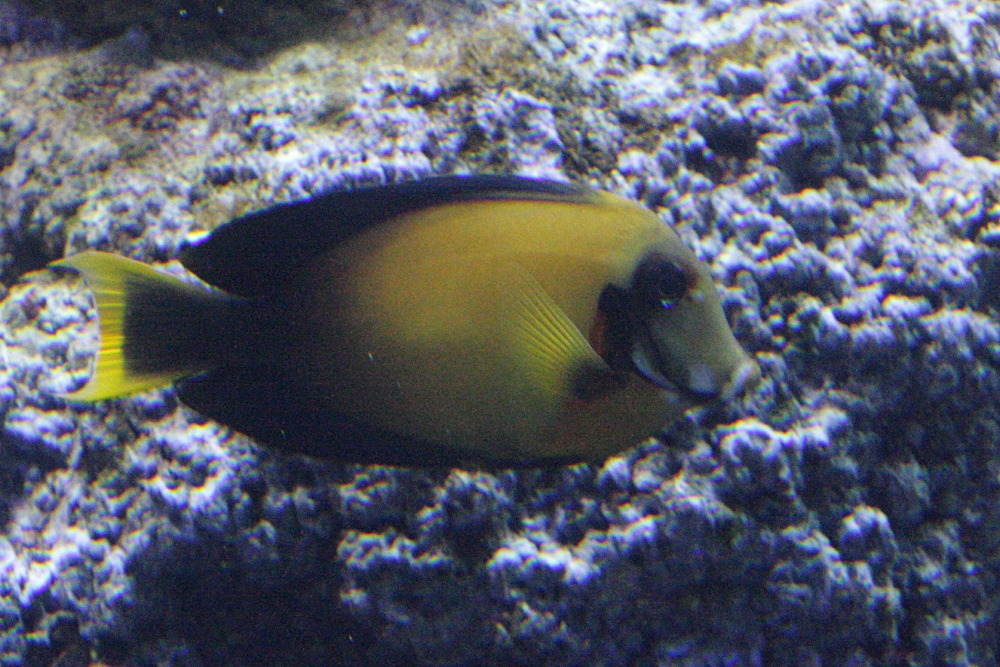 Afficher le média acanthurus_pyroferus1bd acanthurus_pyroferus1bd