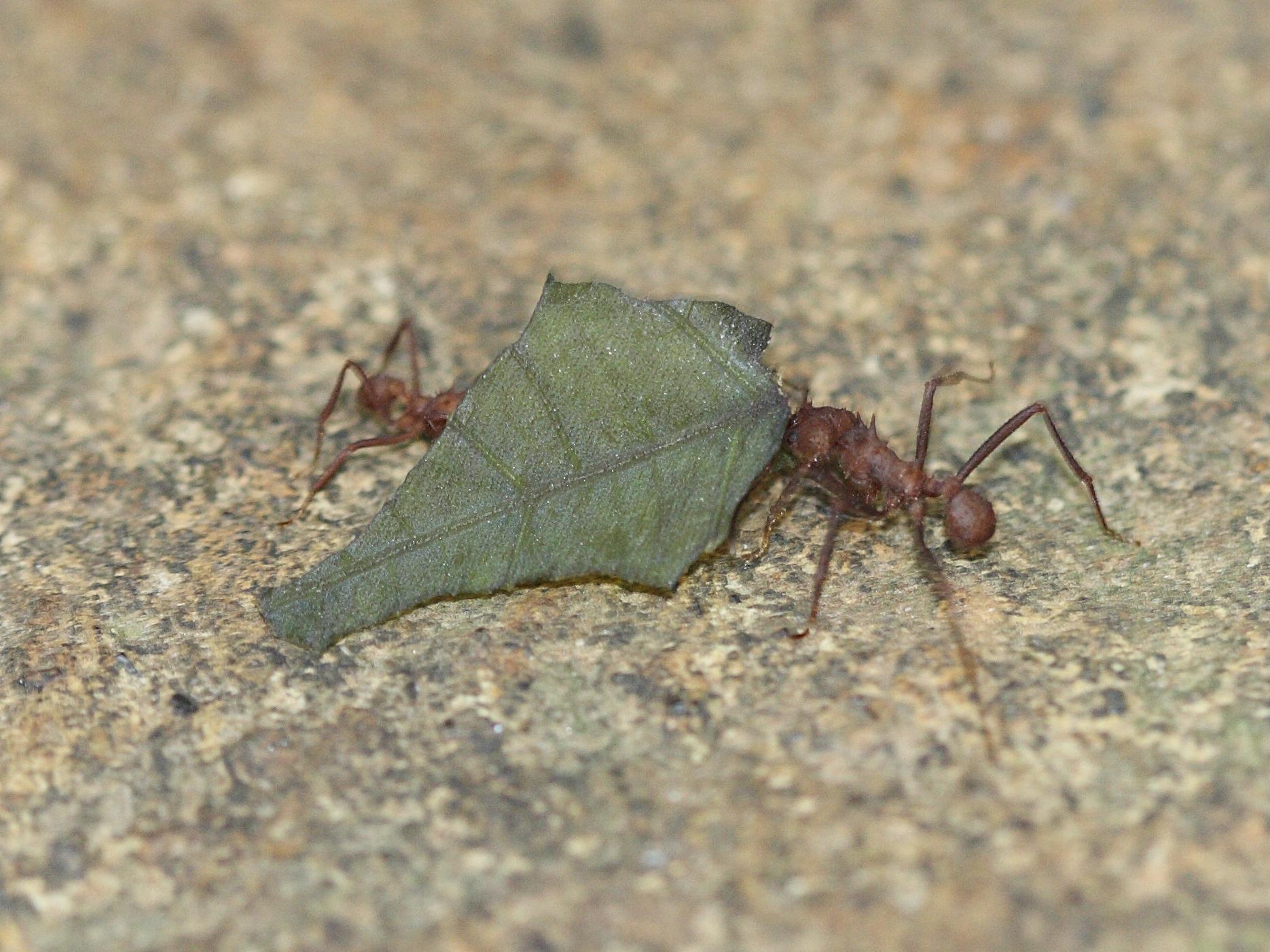 acromyrmex_octospinosus4sd