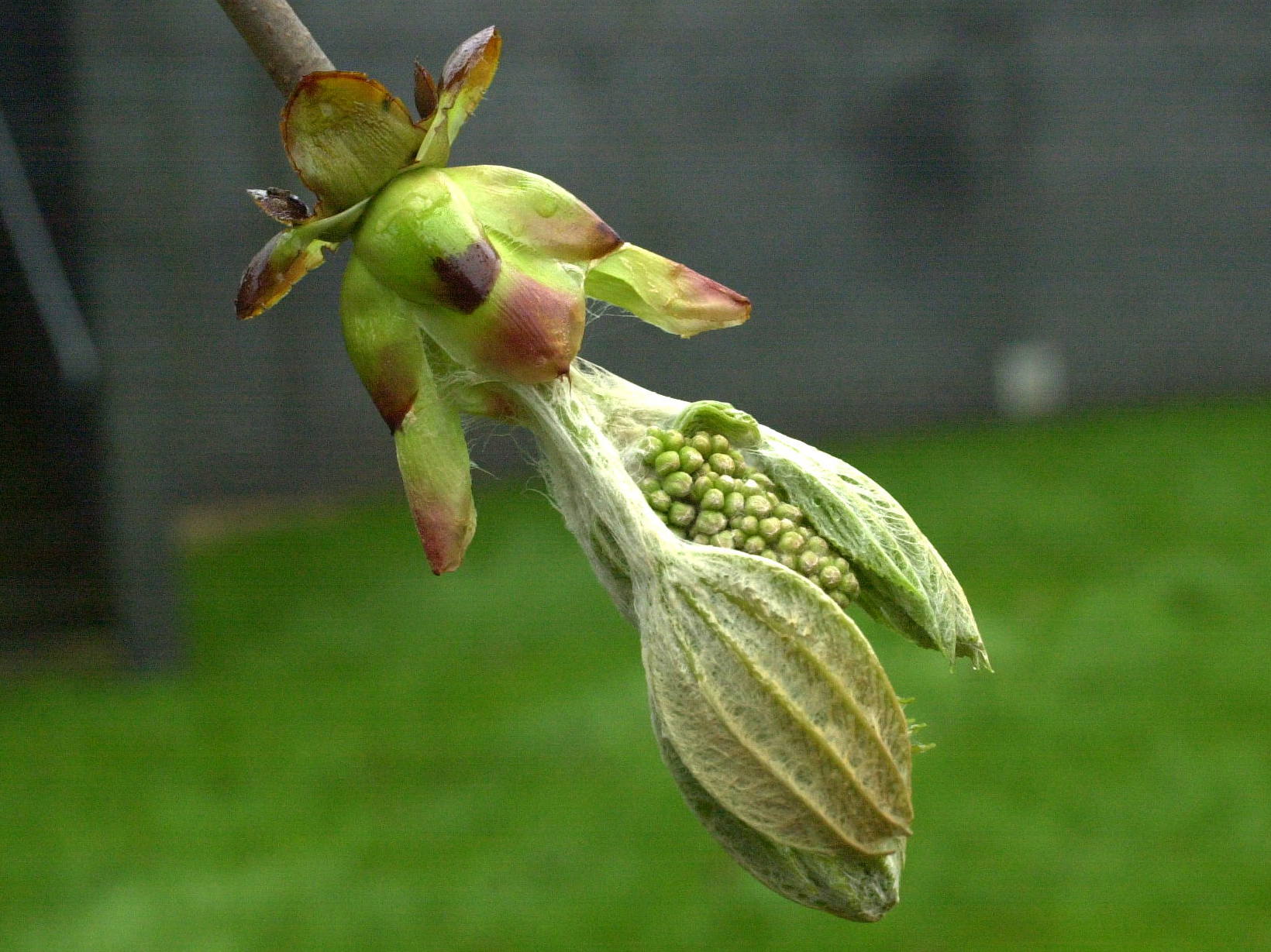 Afficher le média aesculus_hippocastanum8md aesculus_hippocastanum8md