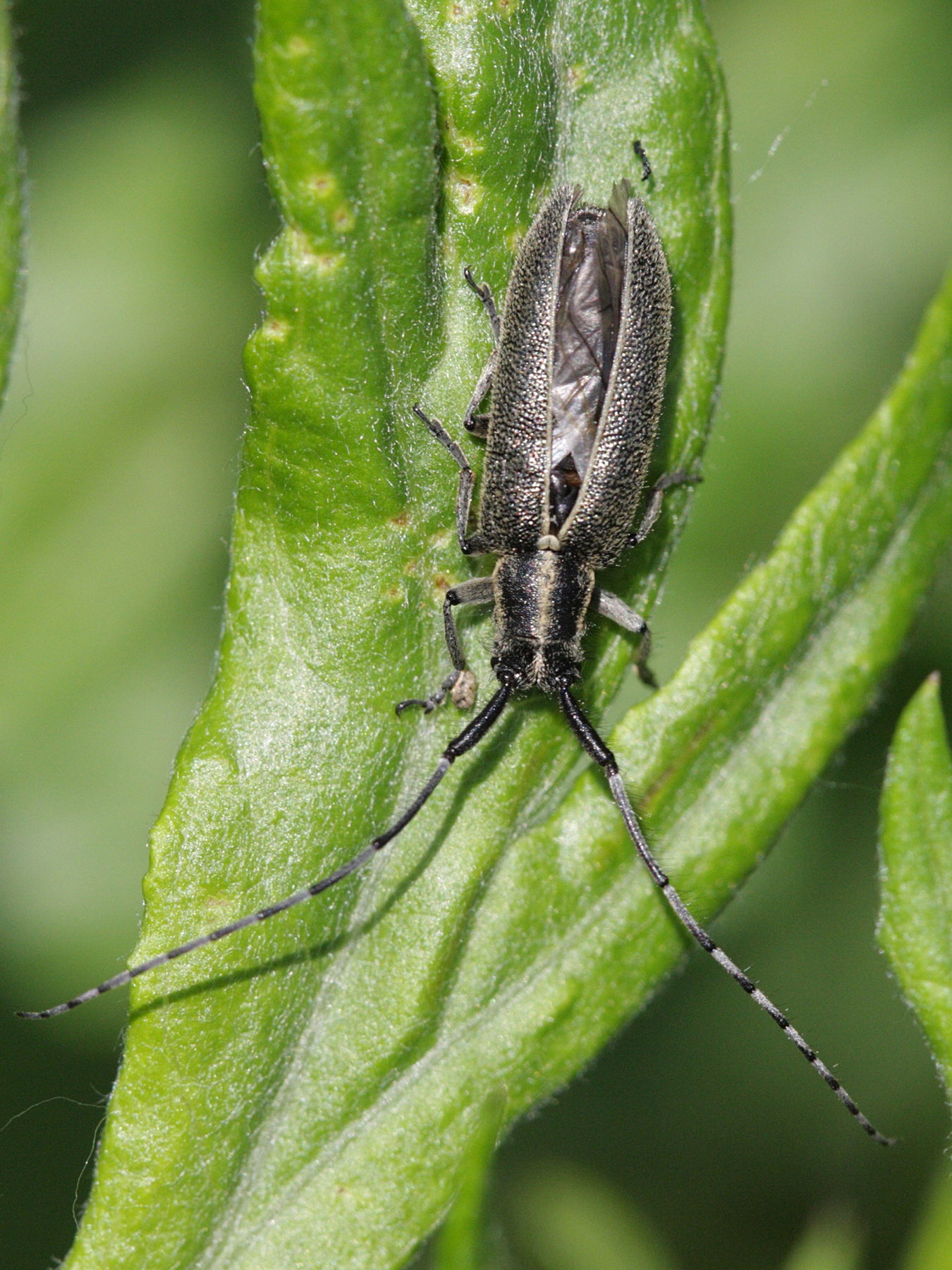 agapanthia_cardui3bd