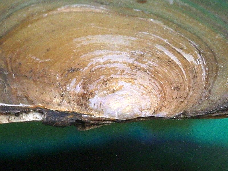 Afficher le média anodonta_cygnea_cygnea2md anodonta_cygnea_cygnea2md