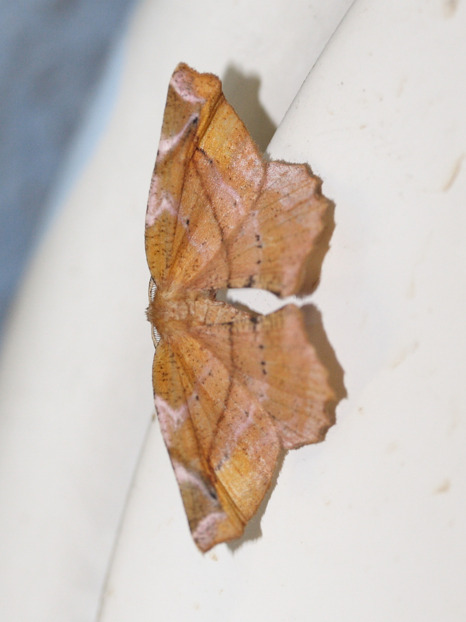 apeira_syringaria1sd