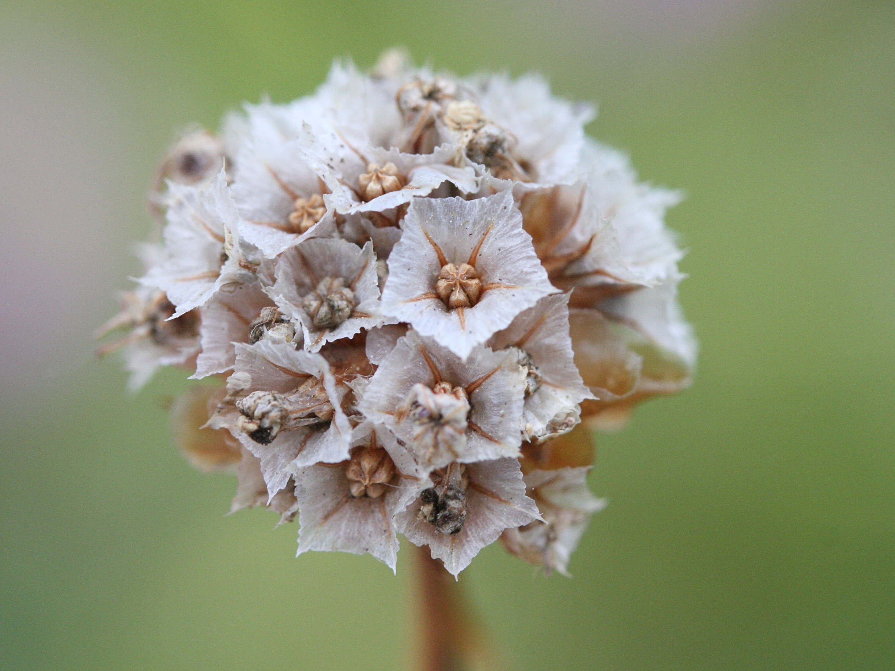 Afficher le média armeria_halleri3md armeria_halleri3md