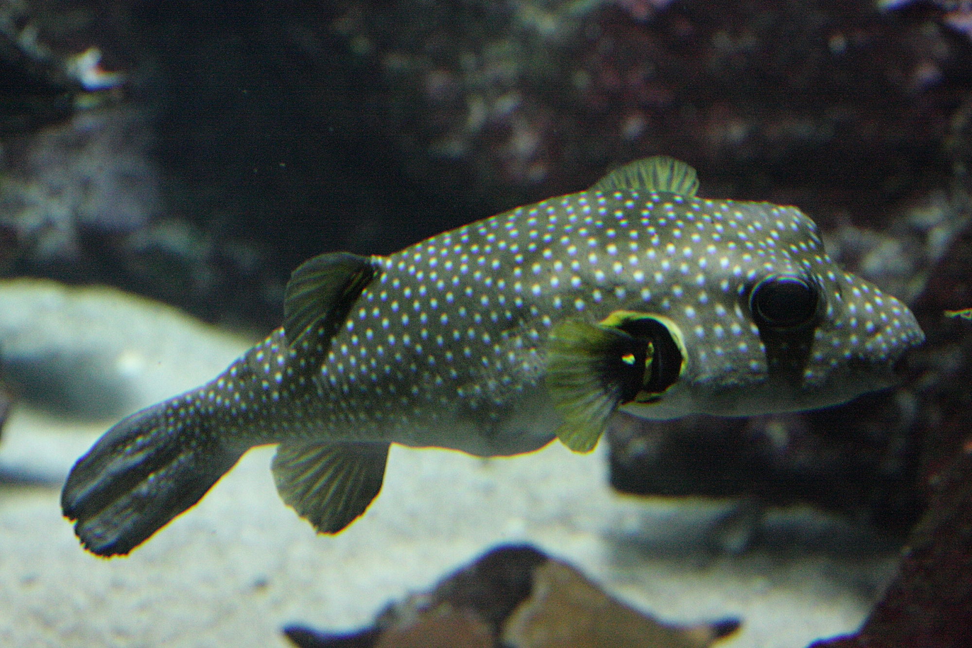 arothron_hispidus1bd