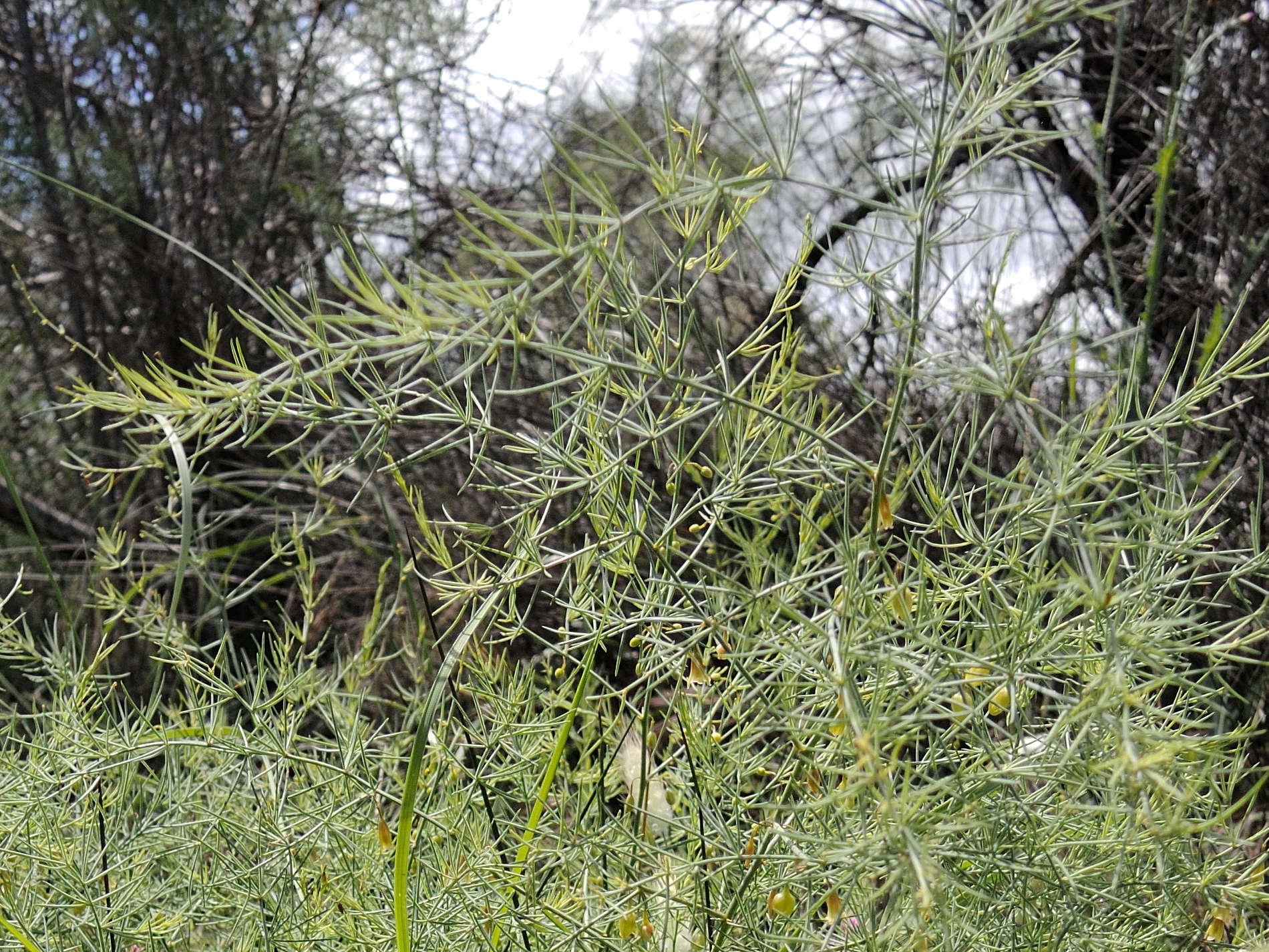 asparagus_maritimus2md