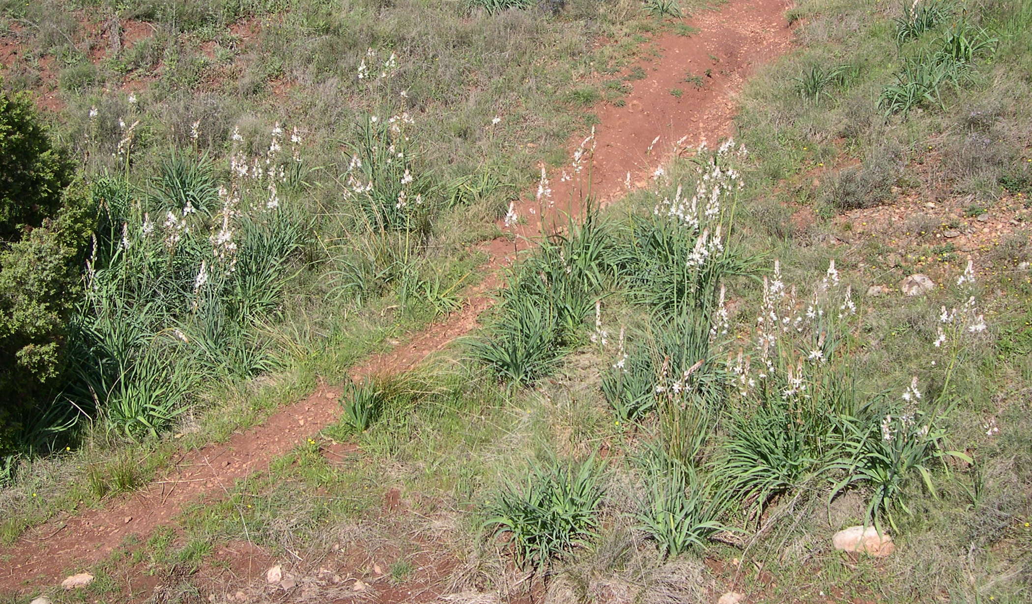 Afficher le média asphodelus_cerasiferus1md asphodelus_cerasiferus1md