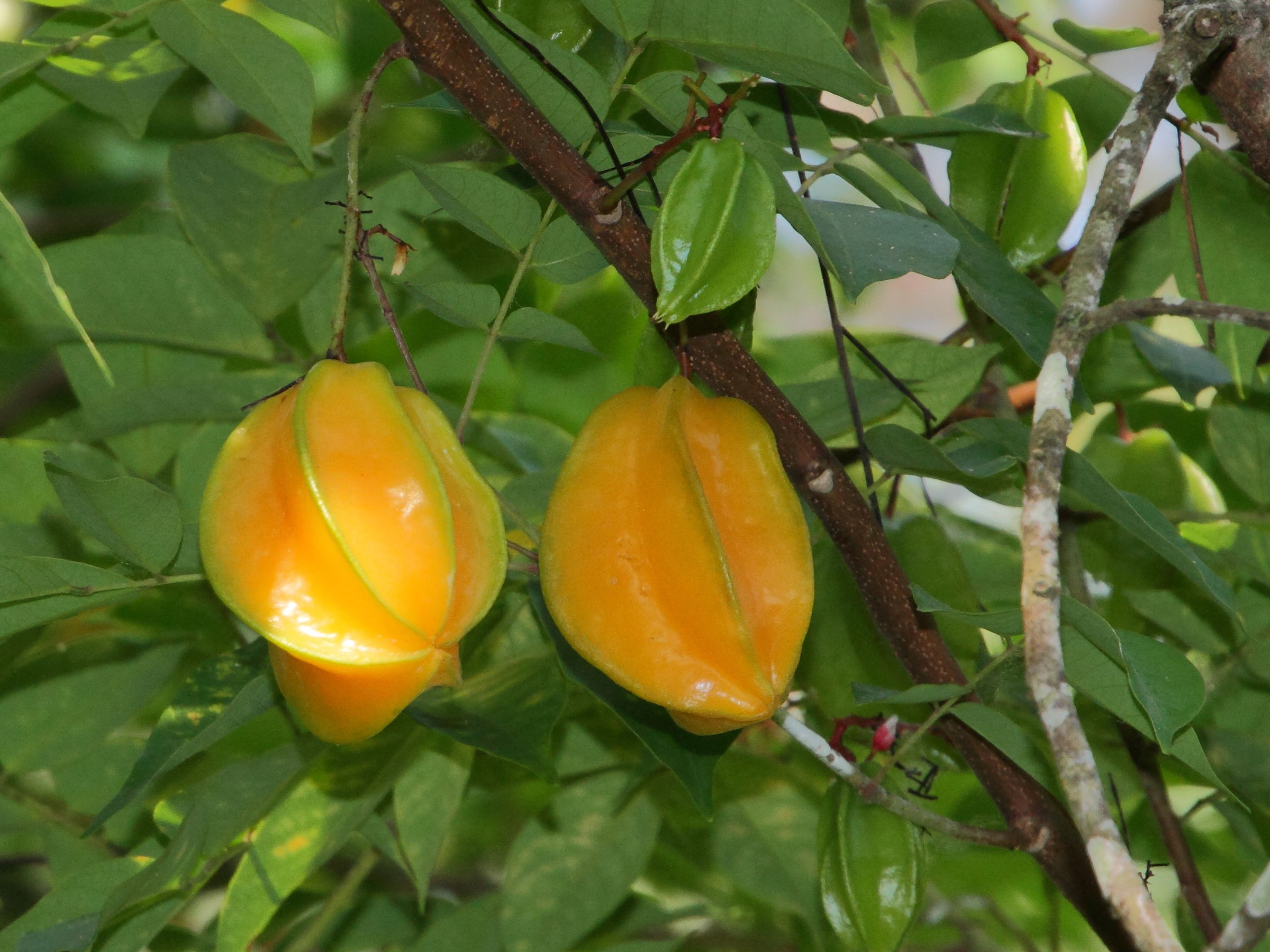 averrhoa_carambola8md
