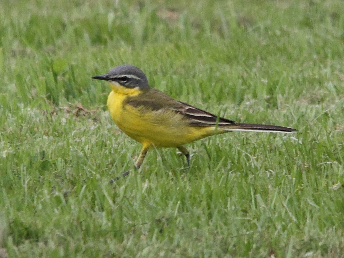 bergeronnette_printaniere_-_motacilla_flava_flava4amd