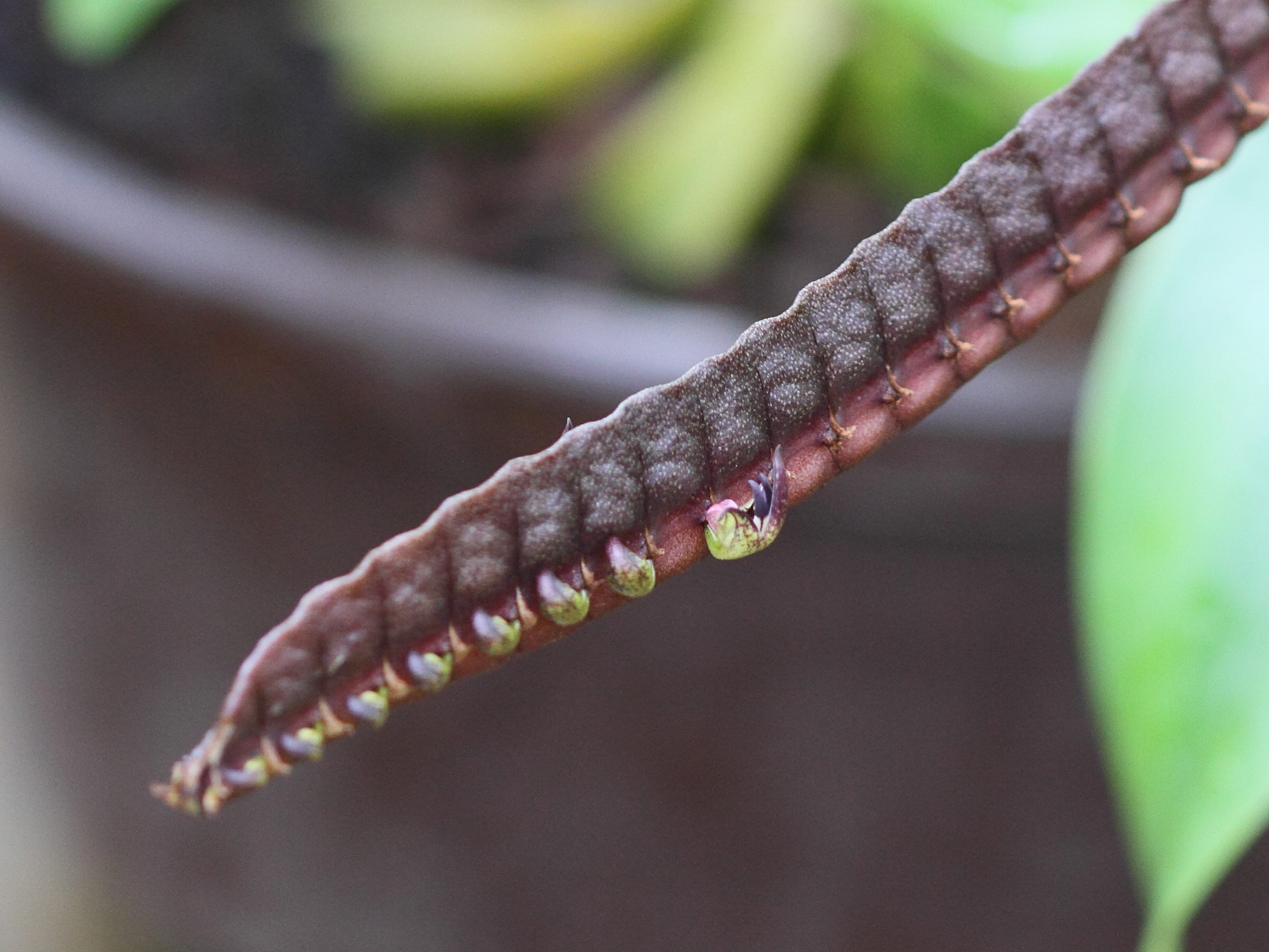 bulbophyllum_injoloense3bd