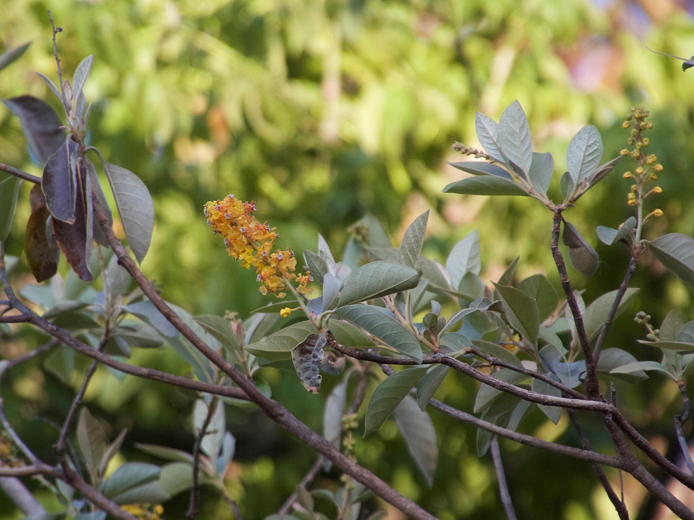 byrsonima_crassifolia1md