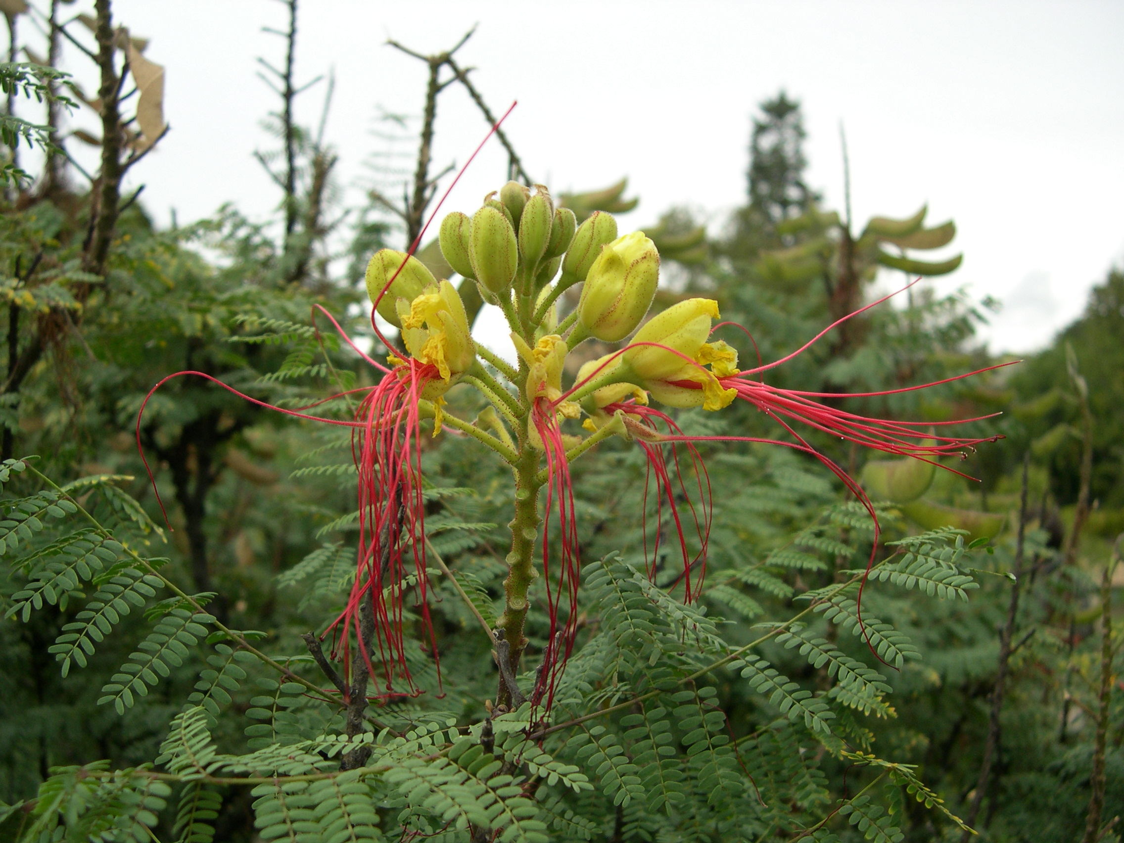 caesalpinia_gilliesii2md