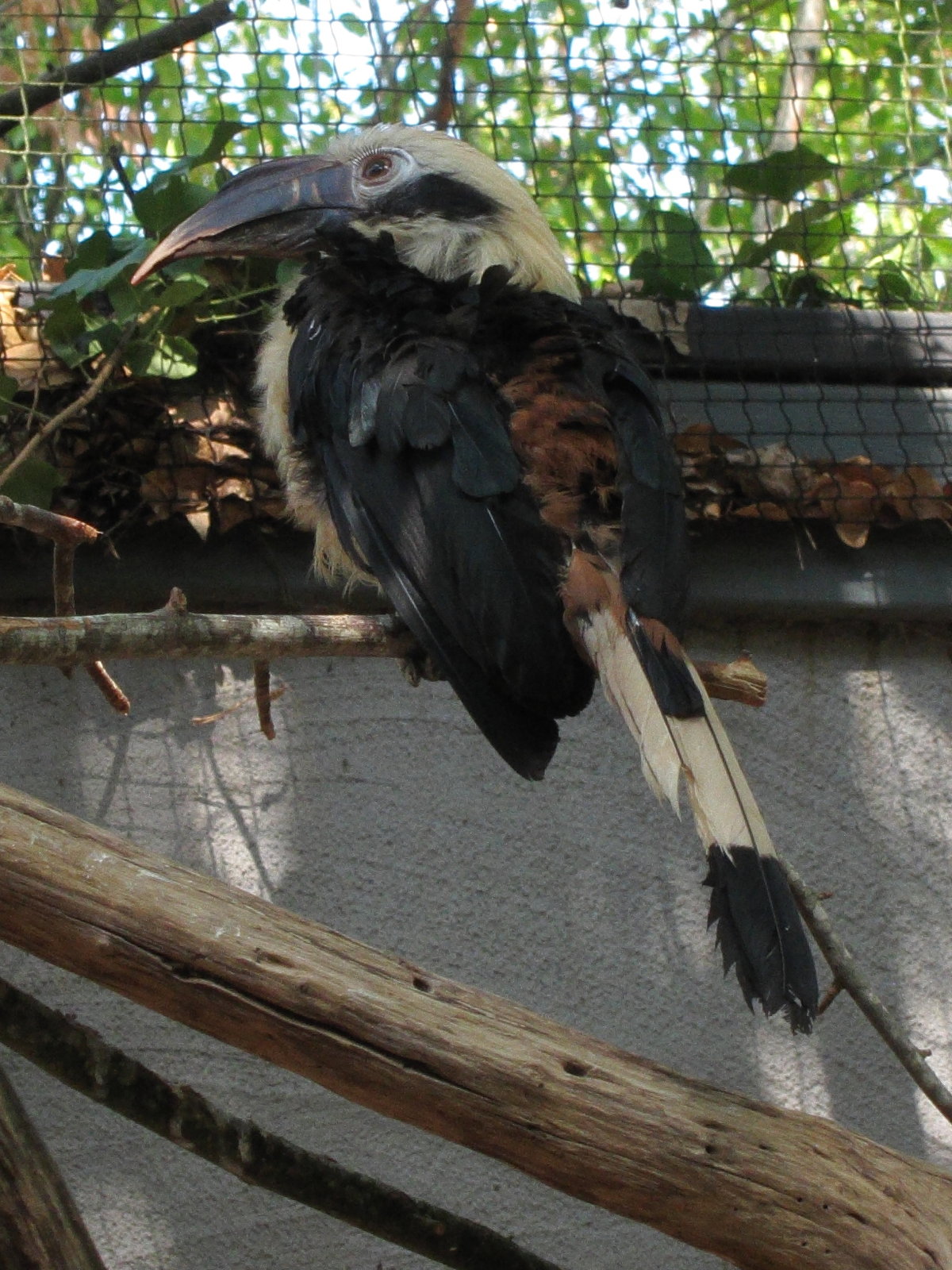 calao_tarictic_-_penelopides_panini1bd