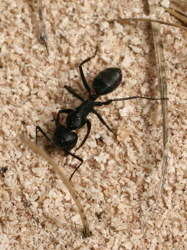 camponotus_vagus2md