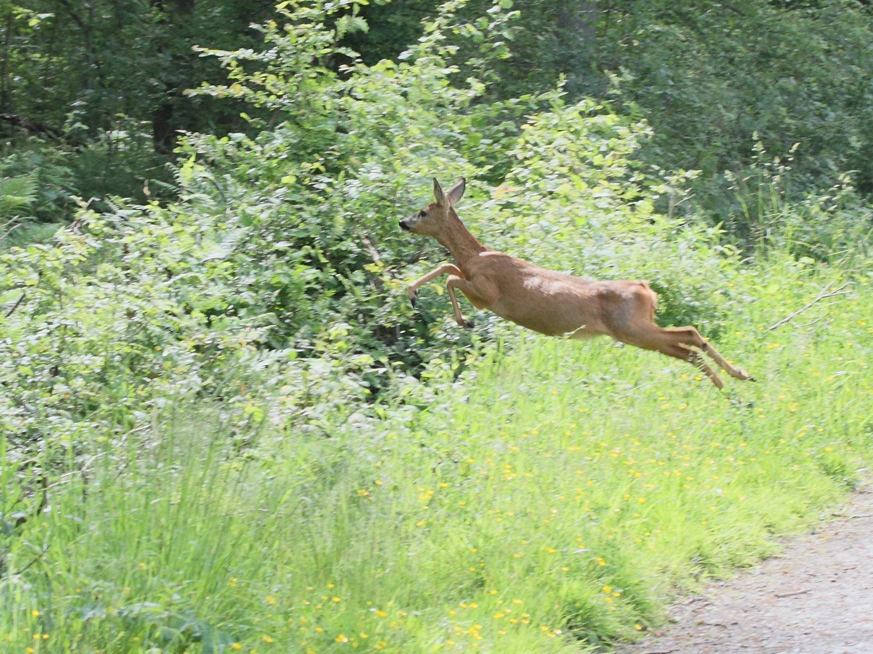 capreolus_capreolus6md