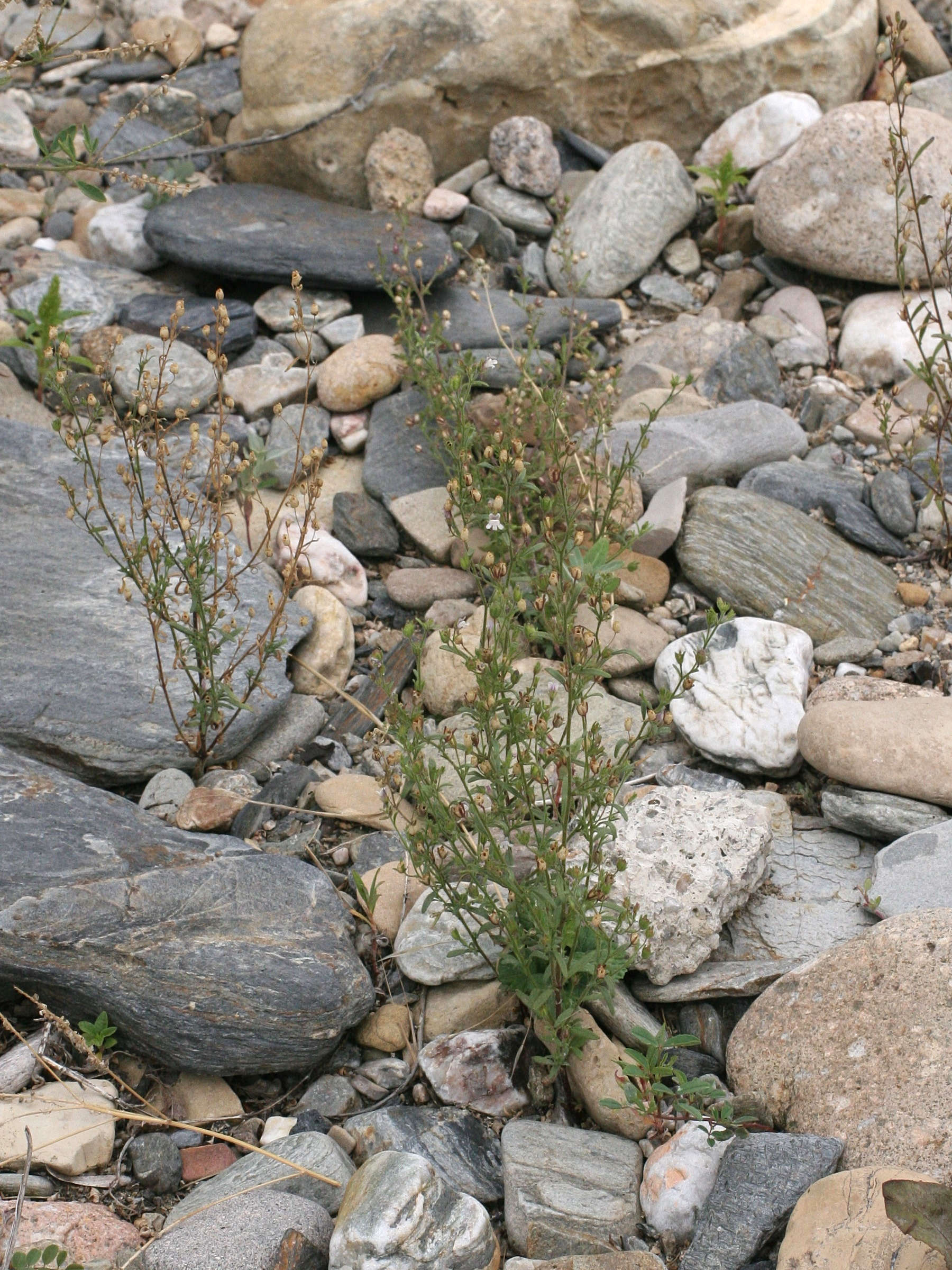 Afficher le média chaenorrhinum_minus1md chaenorrhinum_minus1md