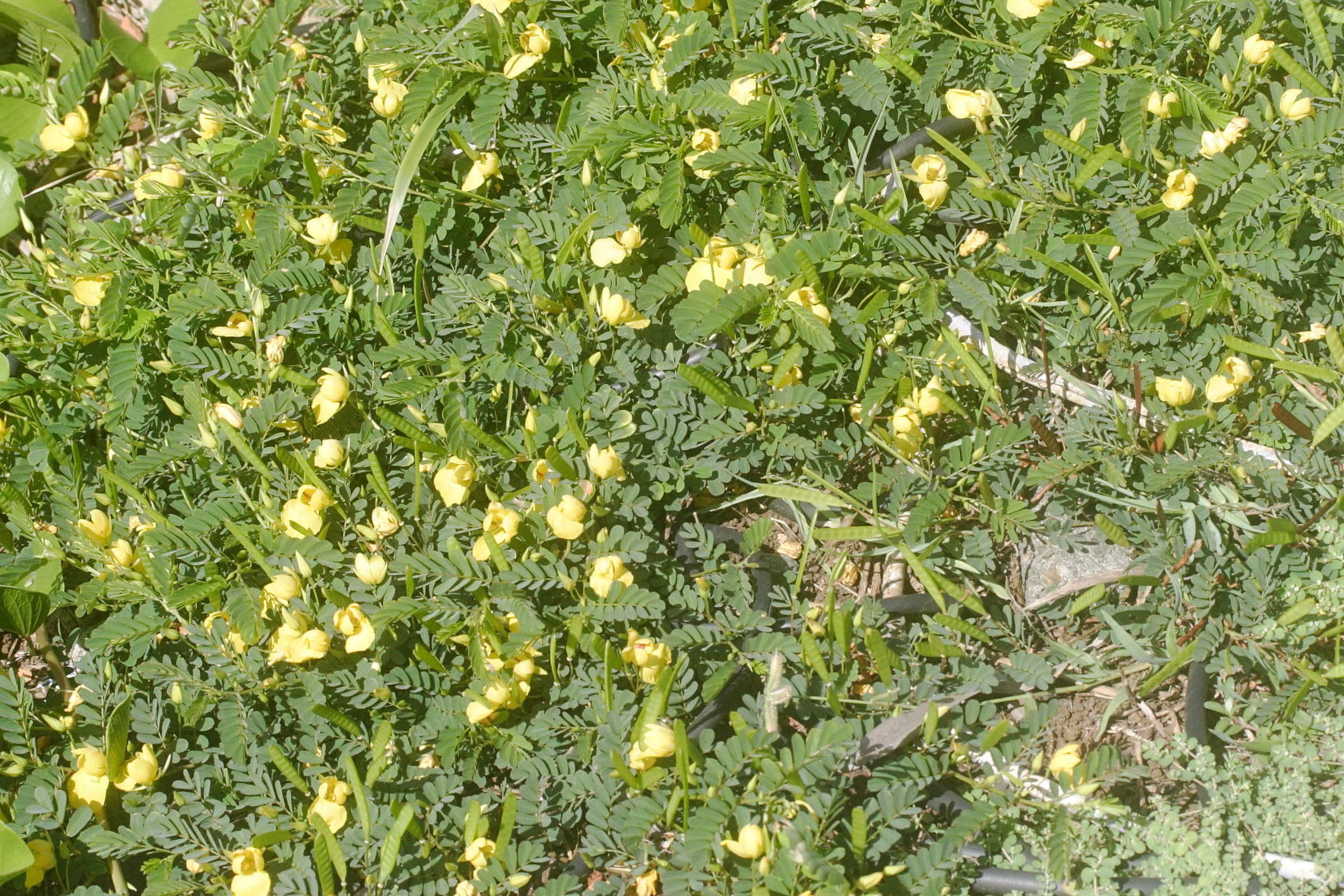 chamaecrista_glandulosa_swartzii6md