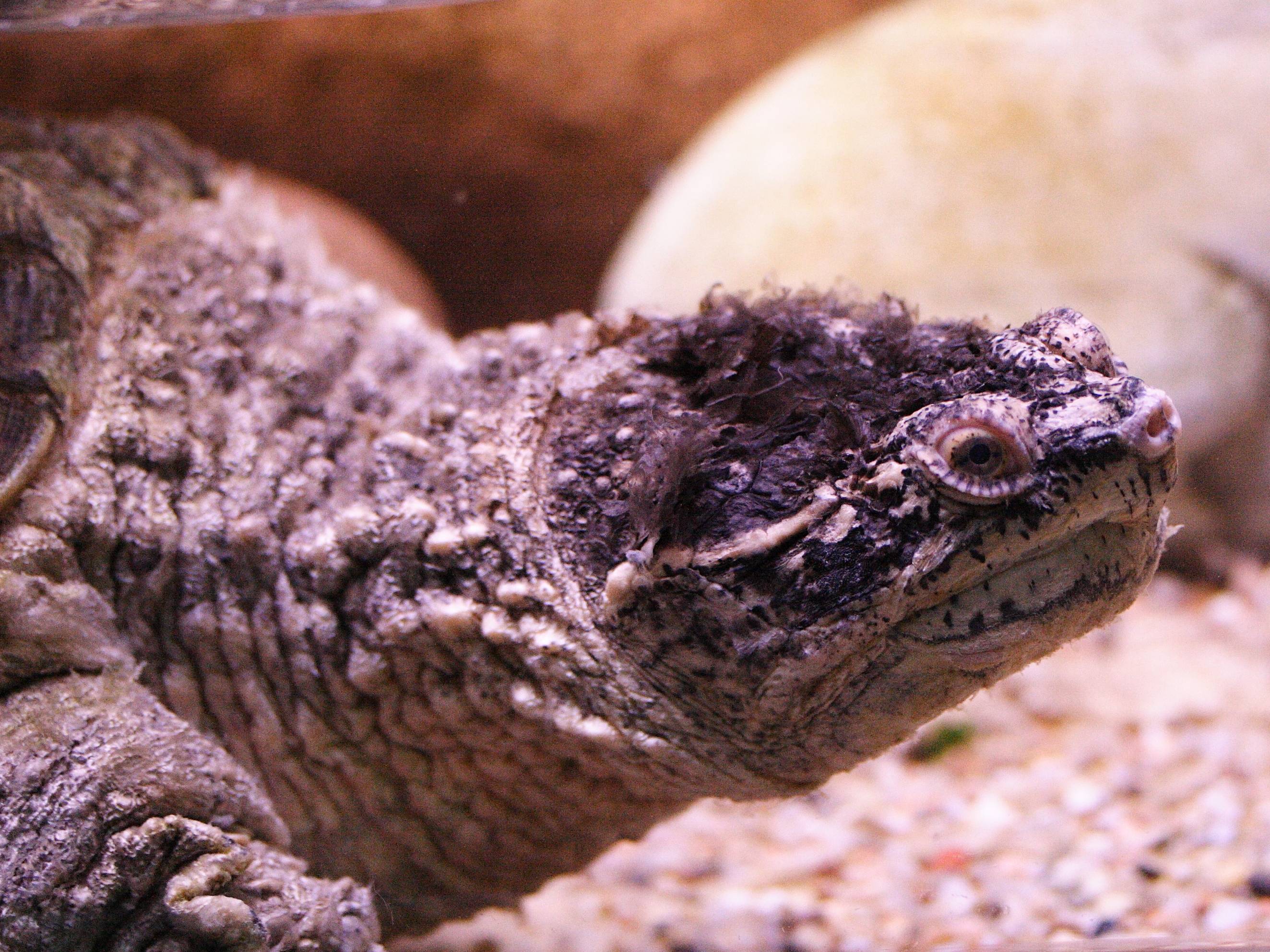 chelydra_serpentina5md