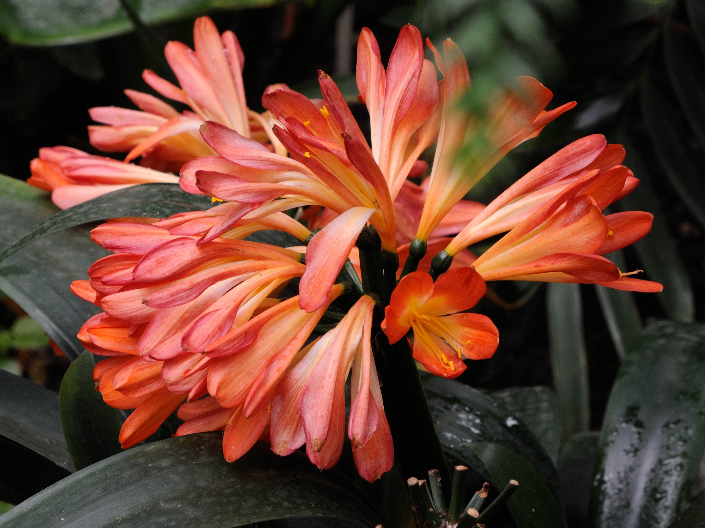 clivia_miniata3md