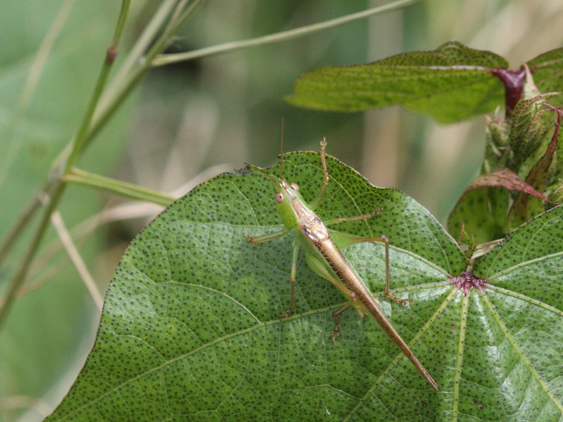 conocephalus_iris1md
