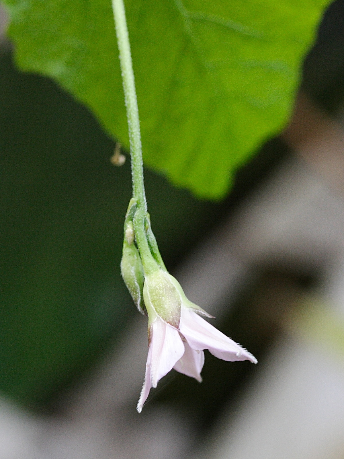 convolvulus_farinosus3md
